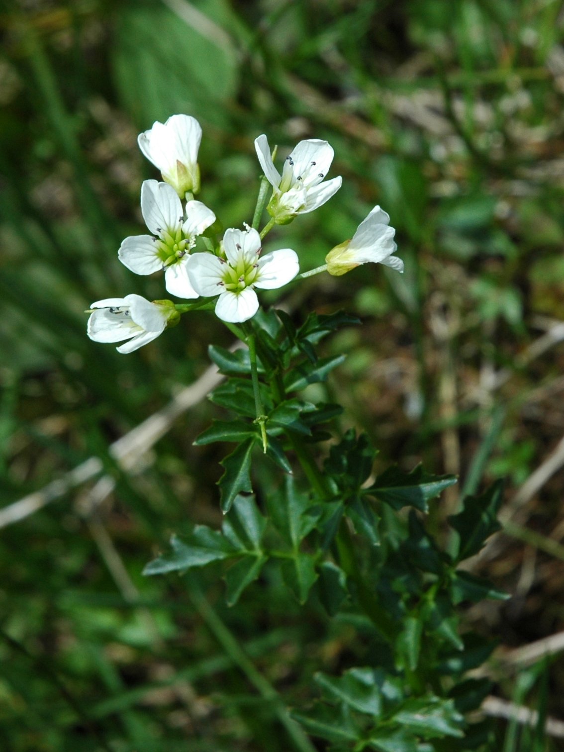 Cardamine amara (Brassicaceae)